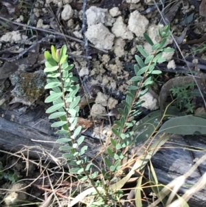 Pimelea treyvaudii at Paddys River, ACT - 19 Jun 2022