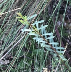 Pimelea treyvaudii at Paddys River, ACT - 19 Jun 2022 01:32 PM