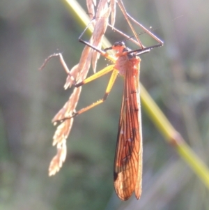 Harpobittacus australis at Paddys River, ACT - 13 Feb 2022