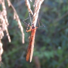 Harpobittacus australis at Paddys River, ACT - 13 Feb 2022 05:38 PM