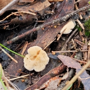 Hydnum 'repandum group' at O'Connor, ACT - 24 Jun 2022