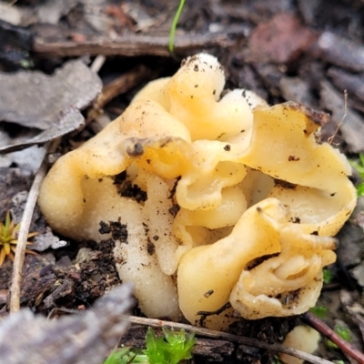 Hydnoplicata convoluta at O'Connor, ACT - 24 Jun 2022 by trevorpreston