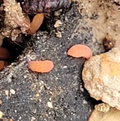 Poduromorpha sp. (order) (Plump Springtails) at O'Connor, ACT - 24 Jun 2022 by trevorpreston