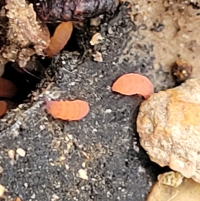 Poduromorpha sp. (order) (Plump Springtails) at O'Connor, ACT - 24 Jun 2022 by trevorpreston