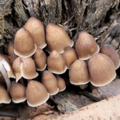 Mycena sp. (Mycena) at O'Connor, ACT - 24 Jun 2022 by trevorpreston