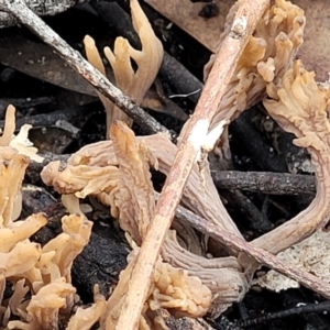 Clavulina sp. at Bruce Ridge - 24 Jun 2022