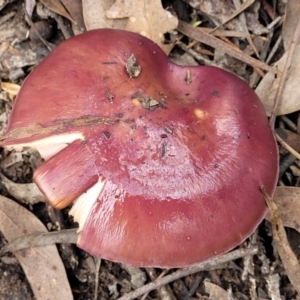 Cortinarius archeri s.l. at O'Connor, ACT - 24 Jun 2022