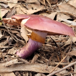 Cortinarius archeri s.l. at O'Connor, ACT - 24 Jun 2022