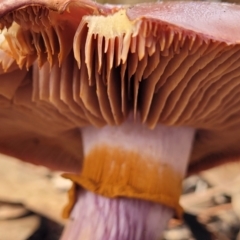 Cortinarius archeri s.l. at O'Connor, ACT - 24 Jun 2022