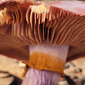 Cortinarius archeri s.l. at O'Connor, ACT - 24 Jun 2022