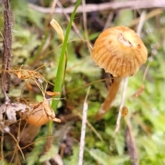 zz agaric (stem; gills not white/cream) at O'Connor, ACT - 24 Jun 2022 by trevorpreston