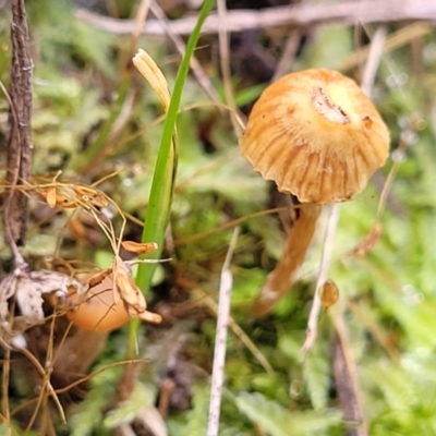 zz agaric (stem; gills not white/cream) at O'Connor, ACT - 24 Jun 2022 by trevorpreston