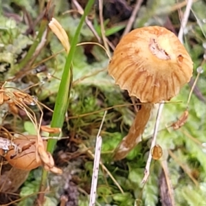 zz agaric (stem; gills not white/cream) at O'Connor, ACT - 24 Jun 2022