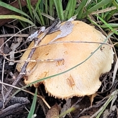 Cortinarius sp. (Cortinarius) at O'Connor, ACT - 24 Jun 2022 by trevorpreston