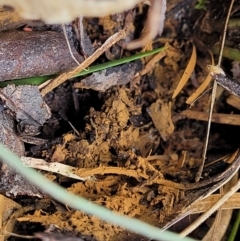 Cortinarius sp. at O'Connor, ACT - 24 Jun 2022