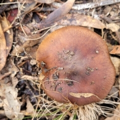 Cortinarius sp. (Cortinarius) at O'Connor, ACT - 24 Jun 2022 by trevorpreston