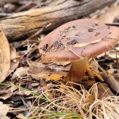 Cortinarius sp. at O'Connor, ACT - 24 Jun 2022 11:36 AM