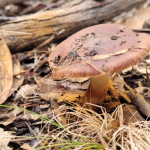 Cortinarius sp. at O'Connor, ACT - 24 Jun 2022 11:36 AM