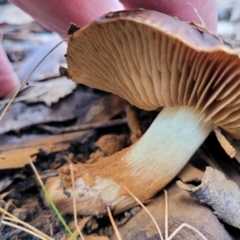 Cortinarius sp. at O'Connor, ACT - 24 Jun 2022 11:36 AM