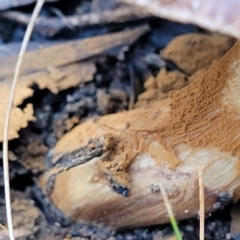 Cortinarius sp. at O'Connor, ACT - 24 Jun 2022 11:36 AM