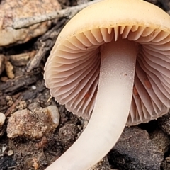 Mycena sp. at O'Connor, ACT - 24 Jun 2022