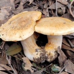 Cortinarius sp. (Cortinarius) at O'Connor, ACT - 24 Jun 2022 by trevorpreston