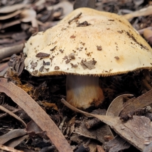 Cortinarius sp. at O'Connor, ACT - 24 Jun 2022