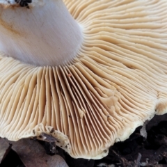 Cortinarius sp. at O'Connor, ACT - 24 Jun 2022