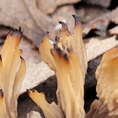 Clavulina vinaceocervina (Dark-tipped Coral) at O'Connor, ACT - 24 Jun 2022 by trevorpreston