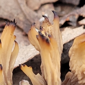 Clavulina vinaceocervina at O'Connor, ACT - 24 Jun 2022