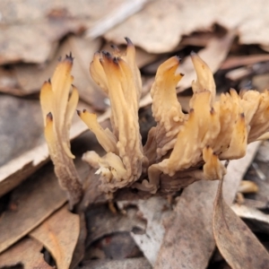 Clavulina vinaceocervina at O'Connor, ACT - 24 Jun 2022