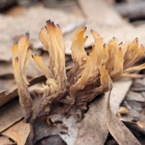 Clavulina vinaceocervina at O'Connor, ACT - 24 Jun 2022 11:41 AM