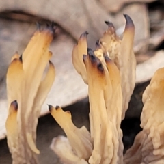 Clavulina vinaceocervina at O'Connor, ACT - 24 Jun 2022