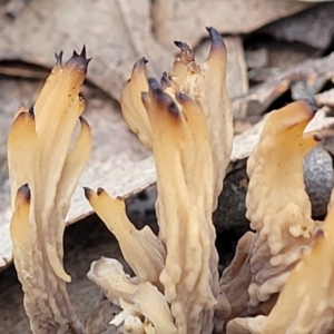 Clavulina vinaceocervina at O'Connor, ACT - 24 Jun 2022 11:41 AM