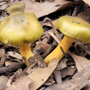 Cortinarius austrovenetus at O'Connor, ACT - 24 Jun 2022