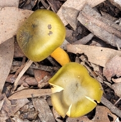 Cortinarius austrovenetus at O'Connor, ACT - 24 Jun 2022