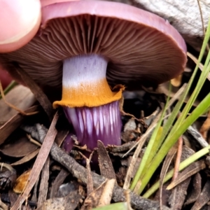 Cortinarius archeri s.l. at O'Connor, ACT - 24 Jun 2022