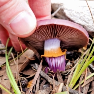 Cortinarius archeri s.l. at O'Connor, ACT - 24 Jun 2022