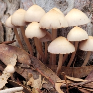 Mycena 'clarkeana group' at O'Connor, ACT - 24 Jun 2022