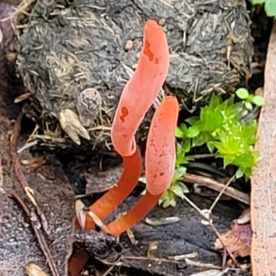 Clavulinopsis corallinorosacea (Clavulinopsis corallinorosacea) at O'Connor, ACT - 24 Jun 2022 by trevorpreston