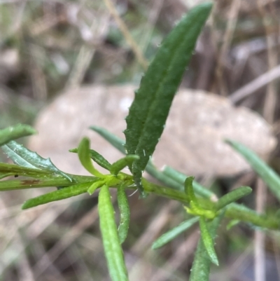 Senecio madagascariensis (Madagascan Fireweed, Fireweed) at Watson, ACT - 24 Jun 2022 by JVR