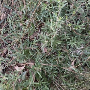 Billardiera scandens at Googong, NSW - 19 Jun 2022