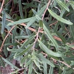 Billardiera scandens at Googong, NSW - 19 Jun 2022