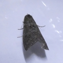 Lepidoscia (genus) ADULT (A Case moth) at Boro - 22 Jun 2022 by Paul4K