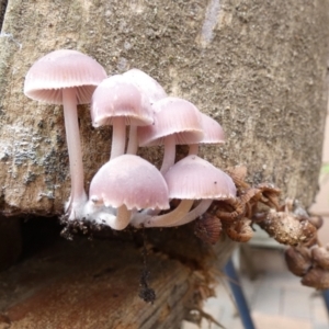 Mycena 'clarkeana group' at Queanbeyan, NSW - suppressed