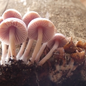 Mycena 'clarkeana group' at Queanbeyan, NSW - suppressed