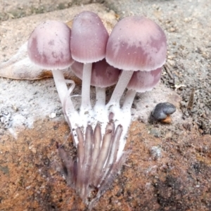 Mycena 'clarkeana group' at Queanbeyan, NSW - suppressed