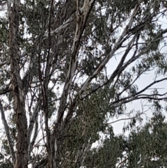 Callocephalon fimbriatum (Gang-gang Cockatoo) at Chifley, ACT - 24 Jun 2022 by StephCJ