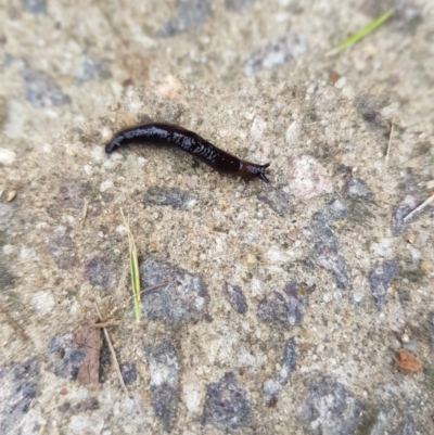 Deroceras sp. (genus) (A Slug or Snail) at Kambah, ACT - 23 Jun 2022 by MatthewFrawley