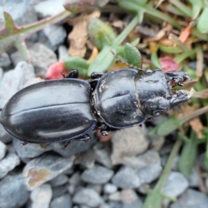 Carenum sp. (genus) at Yass River, NSW - 24 Jun 2022